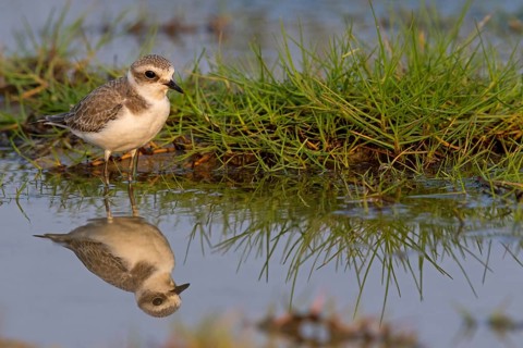 Animals, birds, plover, Kentish plover, (Charadrius alexandrinus), biotope, habitat, foraging,