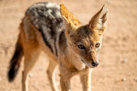 Black-backed jackal (Canis mesomelas), Kgalagadi Transfrontier National Park, Northern Cape, South