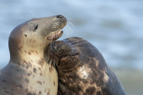 Atlantic grey seal (Halichoerus grypus) two adult marine animals in love courting on a beach on a