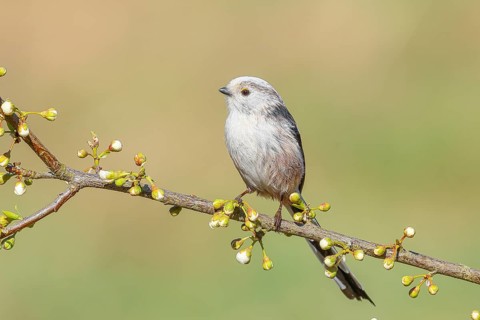Long-tailed Tit (Aegithalos caudatus), sitting on a thin branch, spring, nature photography,