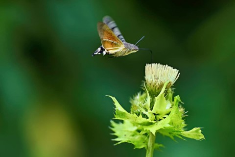 Dove's tail (Macroglossum stellatarum), flies on the flower of cabbage thistle (Cirsium oleraceum),
