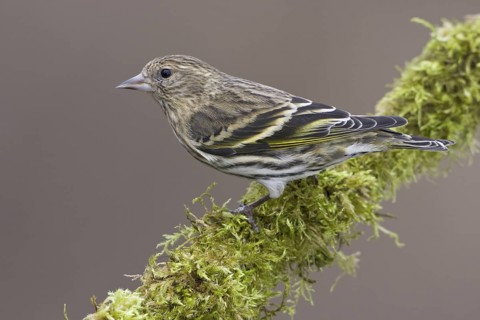 Pine Siskin (Spinus pinus), British Columbia, Canada