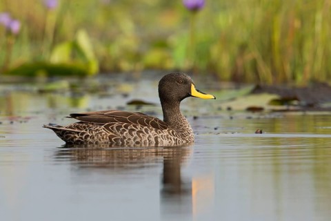Yellow-billed Duck (Anas undulata), Uganda