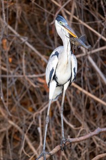 Cocoi Heron (Ardea cocoi) Pantanal Brazil