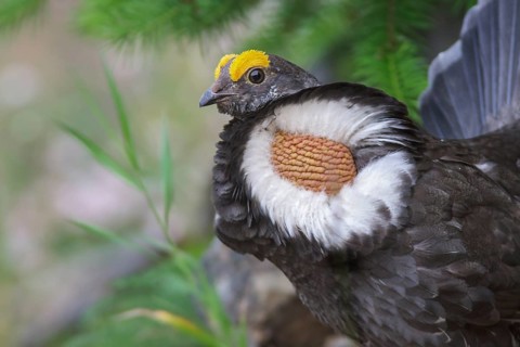 Sooty Grouse (Dendragapus fuliginosus) in the mountains of British Columbia, Canada
