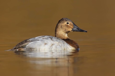 Canvasback (Aythya valisineria) female, British Columbia, Canada