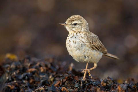Berthelot's Pipit (Anthus berthelotii) on ground, Fuerteventura, Spain