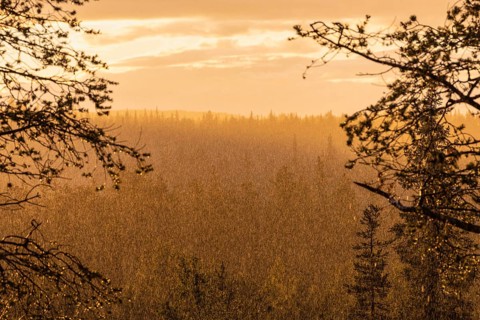 Rain shower over forest area, Gällivare, Norrbotten, Lapland, Sweden, August 2020
