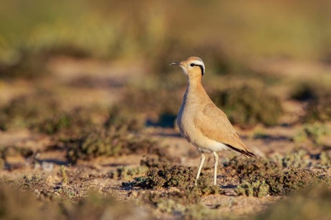 Cream-colored Courser (Cursorius cursor), Fuerteventura, Spain