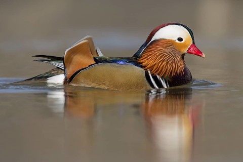 Mandarin duck, (Aix galericulata), animals, birds, duck birds, male, drake, forest park, Mannheim,