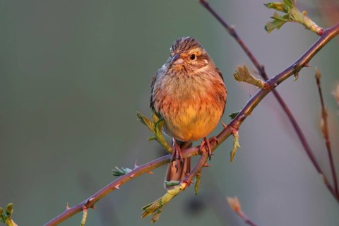Cirl Bunting (Emberiza cirlus) female, Rhineland-Palatinate, Germany