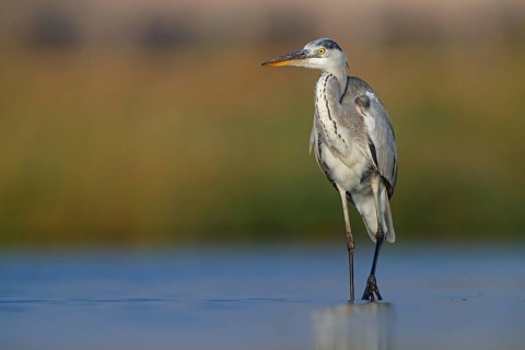 Great Egret, Heron, foraging, (Ardea cinerea) Salalah, Raysut, Dhofar, Oman
