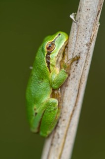 European tree frog (Hyla arborea), Zandvort, Netherlands