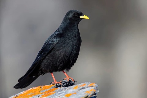 Alpendohle, Alpine Chough, Yellow-billed Chough, Pyrrhocorax graculus, Chocard à bec jaune, Chova
