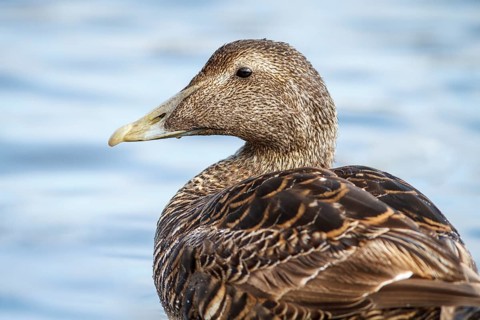 Common Eider (Somateria mollissima), female, Seahouses, United Kingdom