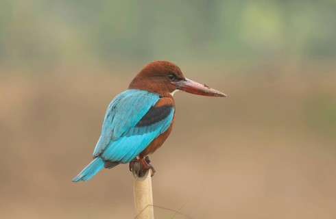 A white-throated kingfisher (Halcyon smyrnensis), Sreepur, Gazipur, Bangladesh