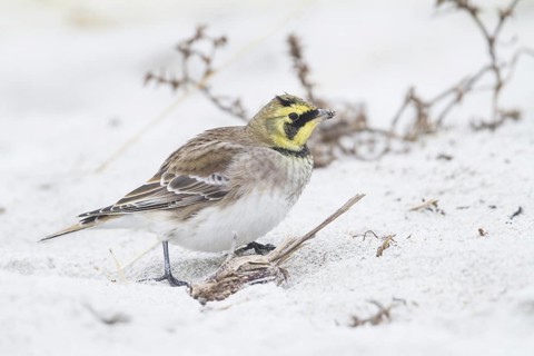 Horned Lark - Ohrenlerche - Eremophila alpestris flava, Germany