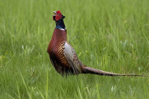 Common Pheasant (Phasianus colchicus) male calling, Lake Neusiedl, Austria