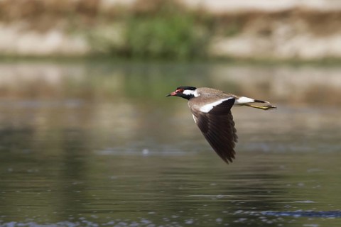 Red-wattled Lapwing (Vanellus indicus) flying, Oman