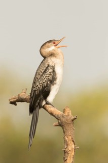 Reed Cormorant (Microcarbo africanus), Gambia