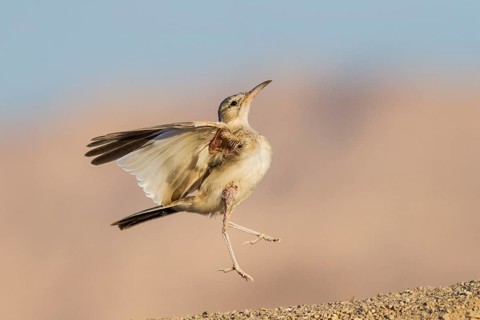 Greater Hoopoe-Lark (Alaemon alaudipes) juvenile, Eilat, Israel