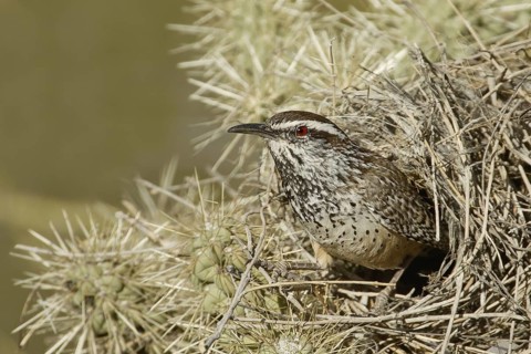 Cactus Wren (Campylorhynchus brunneicapillus), Arizona, USA