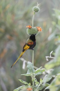 Golden-winged sunbird, Drepanorhynchus reichenowi