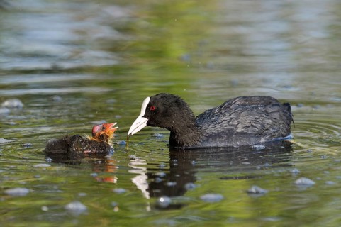 Eurasian Coot (Fulica atra) feeding chicks, North Rhine-Westphalia, Germany