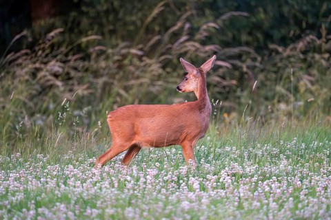 Roe deer (Capreolus capreolus), female, Vulkaneifel, Rhineland-Palatinate, Germany