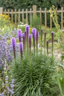 Dense blazing star (Liatris spicata), Pruhonice, Prague, Czech Republic