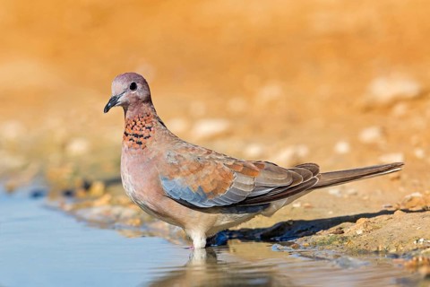 Palm Dove, Laughing Dove, Palm Dove, Streptopelia senegalensis, Tourterelle maillée, Tourterelle de
