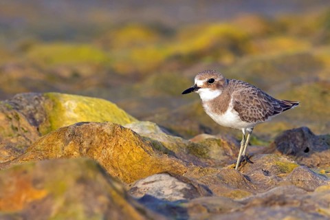 Desert plover, (Charadrius leschenaultii), animals, birds, biotope, habitat, foraging, Middle East,