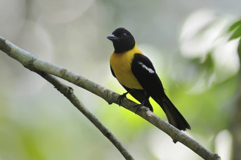 Black-throated Shrike-Tanager (Lanio aurantius), Guatemala