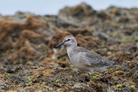 Red Knot (Calidris canutus), Asturias, Spain