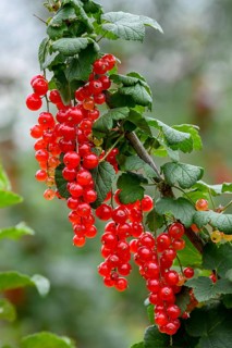 Currants on a bush, near Mösbach, Black Forest, Ortenau district, Baden-Württemberg, Germany