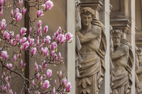 Magnolia blossom in Stuttgart. Magnolias (Magnolia) bloom throughout the city centre in spring.