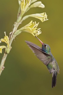 Broad-billed Hummingbird (Cynanthus latirostris) flying while feeding at a flower in southern