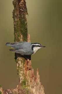 Red-breasted Nuthatch (Sitta canadensis), Ohio, USA