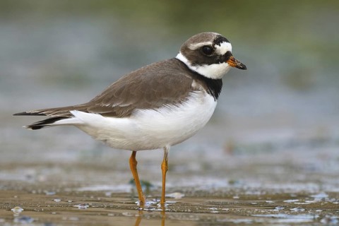Common Ringed Plover (Charadrius hiaticula), Seville, Spain