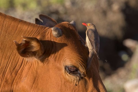 Red-billed Oxpecker (Buphagus erythrorynchus) perched on the head of a cow, Lake Natron, Tanzania