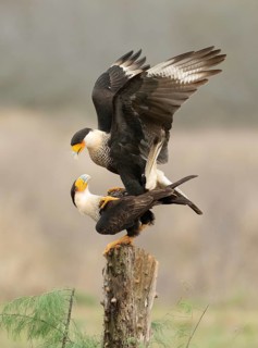 Northern Crested Caracara (Caracara cheriway) pair mating, Texas, USA