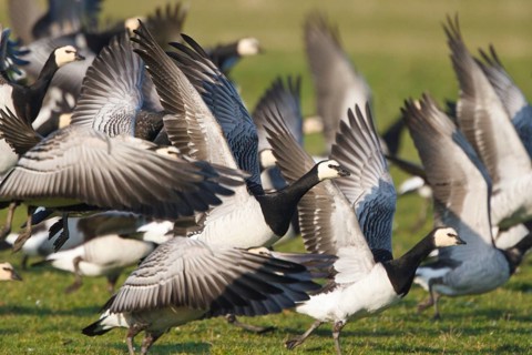 Barnacle Goose (Branta leucopsis) flying, Netherlands