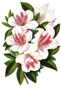 Azalea indica, var. Eulalie van Geert, Indian azalea, plant and flower, digitally reworked