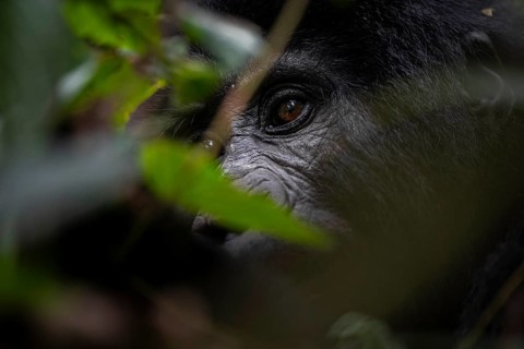 Mountain gorilla (Gorilla berengei berengei), Bwindi Impenetrable National Park, Uganda