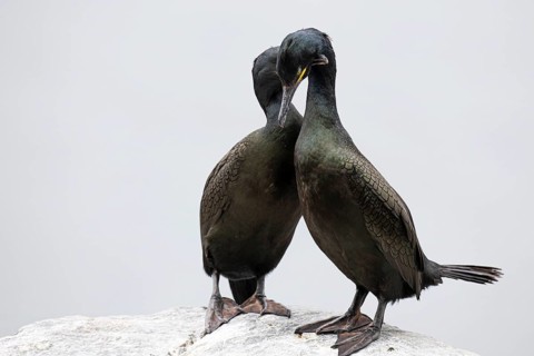 Cormorant (Gulosus aristotelis), breeding pair in courtship display, Hornøya Island, Vardø,
