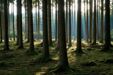 Quiet forest scene with tall trees, mossy soil and gentle play of light and shadow, Mudau,