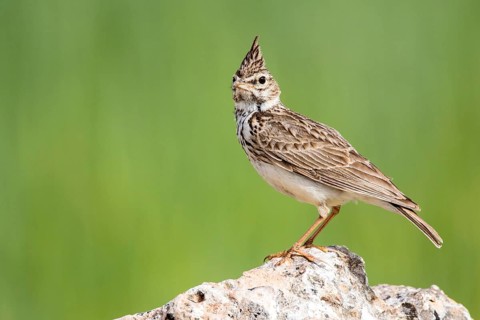 Thekla Lark (Galerida theklae) perched on a rock, Castile and Leon, Spain