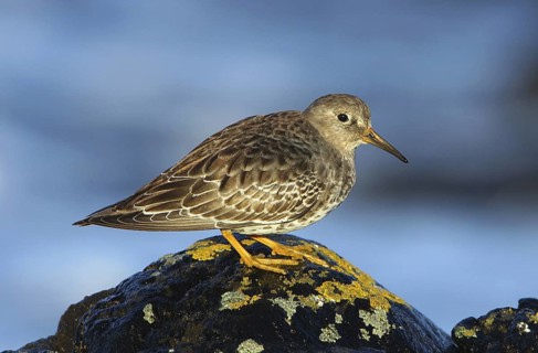 Purple Sandpiper (Calidris maritima) juvenile, Brittany, France