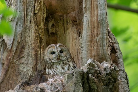 Tawny Owl (Strix aluco), Saxony, Germany