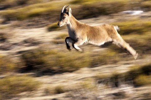 Pyrenean Ibex (Capra pyrenaica) female running and jumping, Guadarrama National Park, Spain